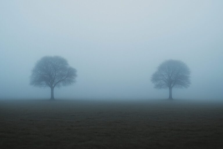 Two trees in the mist representing a couple trying to communicate using Gottman tools.