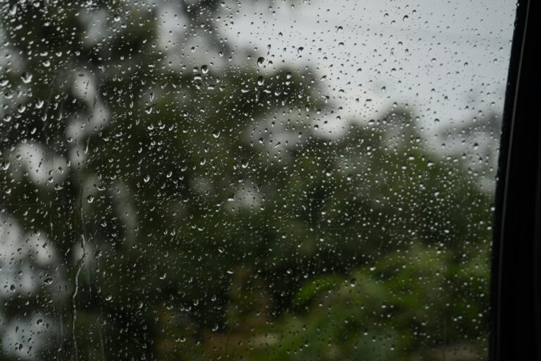 Rain on a window pane with greenery peering through.