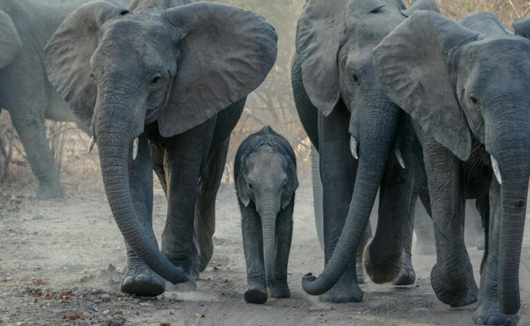 A herd of African elephants walking on a dusty path in Zambia's wilderness, showcasing wildlife behavior.