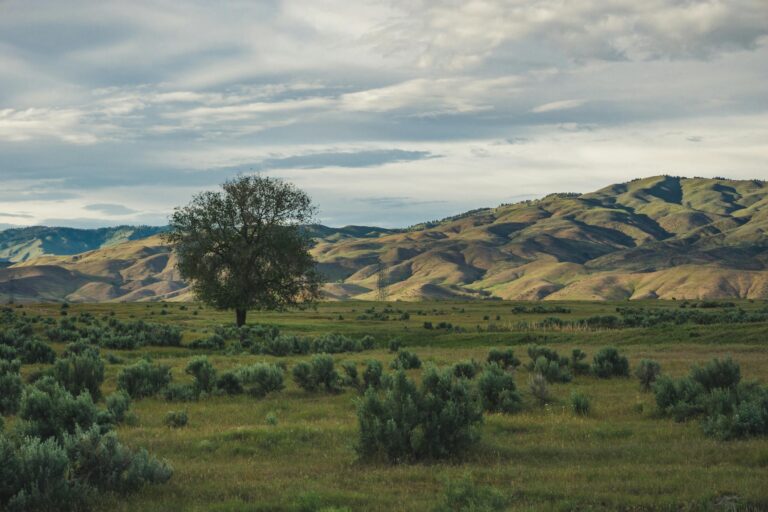 A picturesque landscape featuring a lone tree amidst green fields and rolling hills under a clouded sky.
