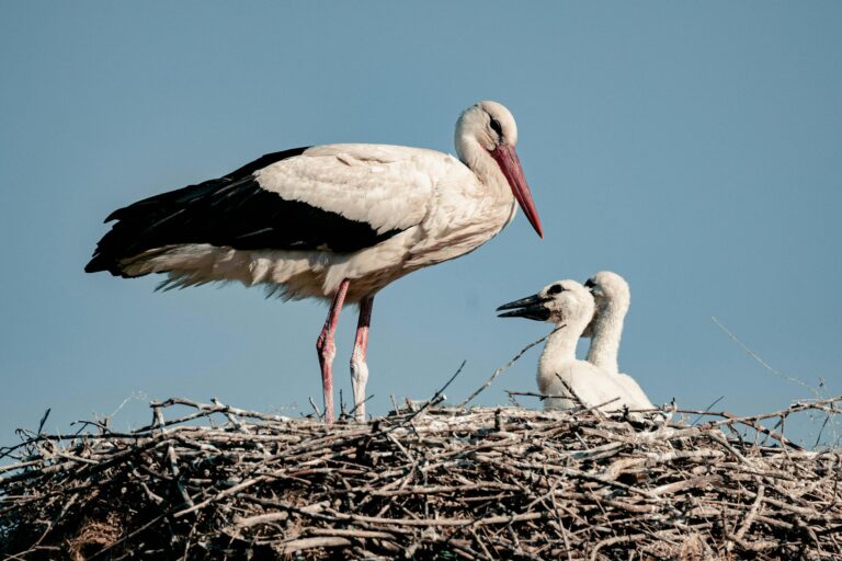 A serene image of a stork family with chicks in a nest, symbolizing wildlife and nature.