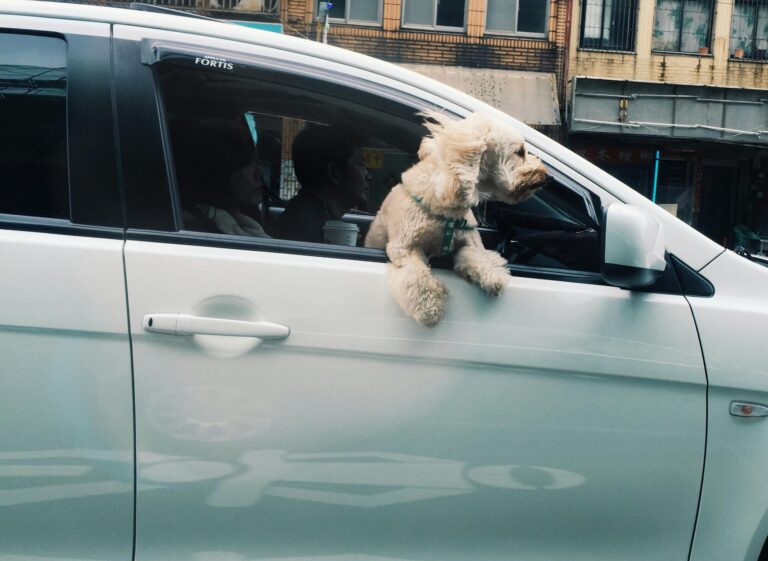 A small dog leans out of a car window, capturing a moment of joy.