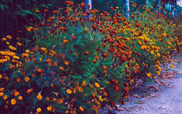 A vivid display of marigold flowers blooming vibrantly along a rustic path, symbolizing summer's full bloom.