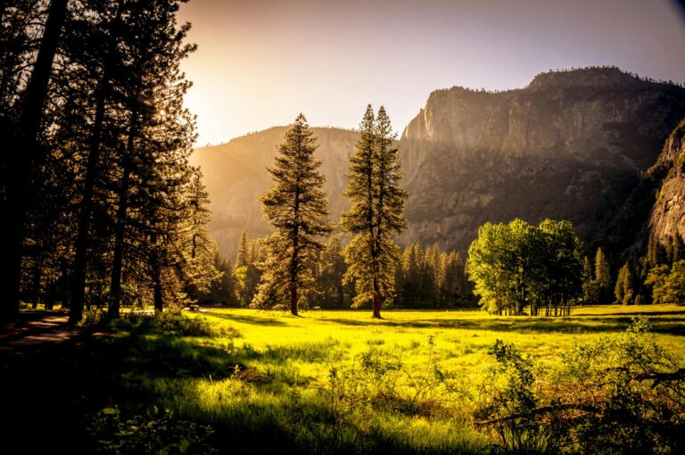 Captivating autumn scene with sunlit forest clearing and mountains at sunset, perfect for nature backgrounds.