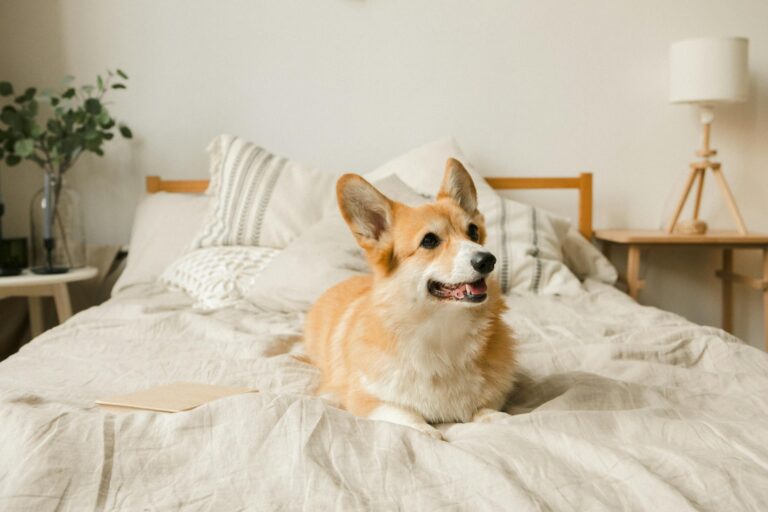 Cute corgi dog lying comfortably on a bed in a bright, cozy bedroom setting.