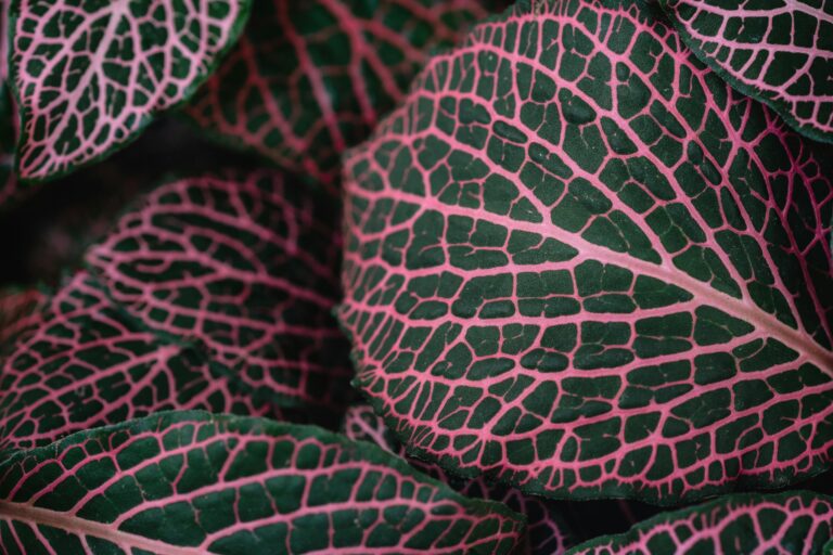 Detailed close-up of vibrant pink and green Fittonia leaves showcasing intricate patterns.