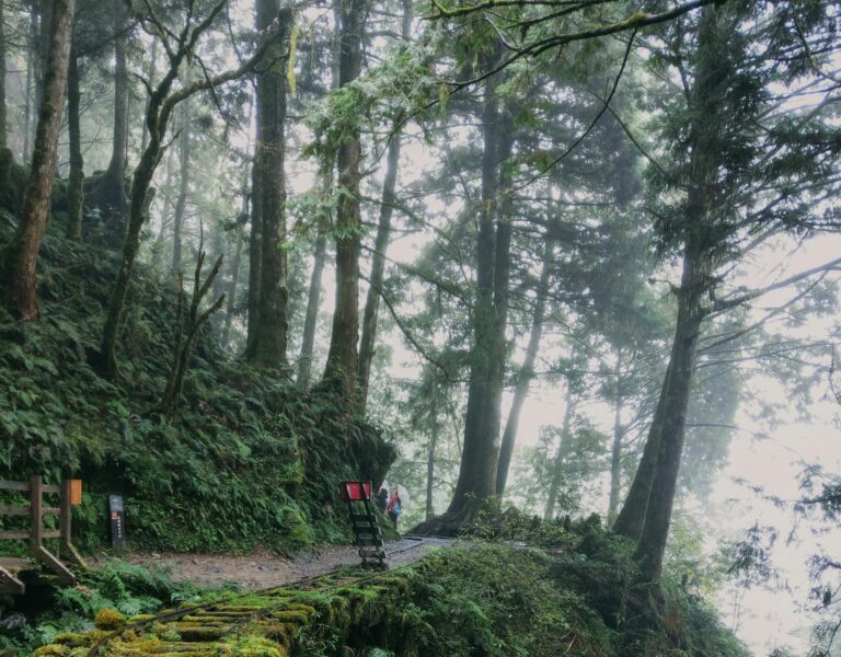 Discover the serene beauty of abandoned moss-covered train tracks in a foggy Taiwanese forest.
