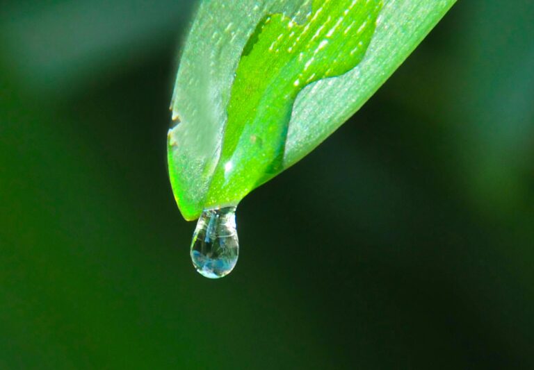 Greenery A macro shot of a water droplet hanging from a vibrant green leaf, symbolizing freshness.