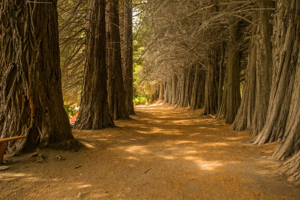 Scenic path lined with towering redwood trees in a sunlit forest, ideal for nature walks.