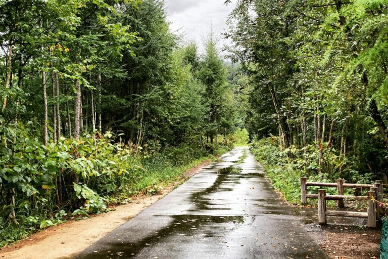 Scenic wet pathway surrounded by lush green forest after rain in Biei, Hokkaido.