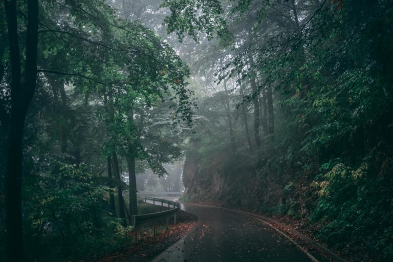 Serene misty road in the forest enveloped by lush green trees and haze, perfect for nature themes.