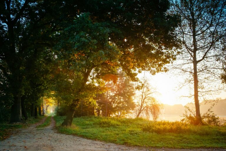 Sunlight filters through trees along a misty forest path at dawn, creating a serene autumn landscape.