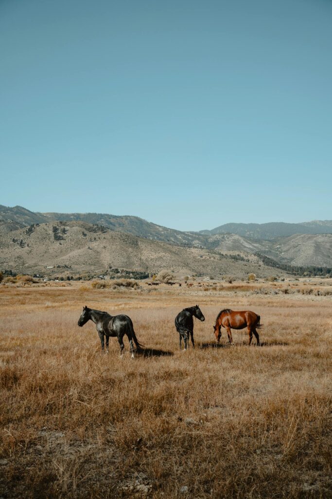 Three horses grazing in a rural field with mountains in New Washoe City, Nevada.