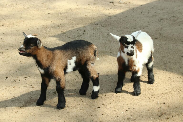 Two adorable baby goats frolic on a sandy farm in Rosengarten, Germany, capturing the essence of farm life.